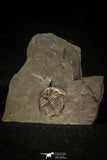 30565 - Top Rare 0.47 Inch Stapeleyella inconstans Middle Ordovician Trilobite - UK