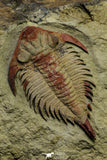 21546 - Top Rare New Lichid Parvilichas marochii n. sp. Lower Ordovician Trilobite Fezouata Formation