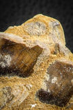 07568 - Top Rare 3.07 Inch Lepidotes pankowskii Partial Body (Associated scales) Cretaceous KemKem Beds