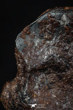 20455 - Taza (NWA 859) Iron Ungrouped Plessitic Octahedrite Meteorite 4.8g ORIENTED