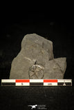 30565 - Top Rare 0.47 Inch Stapeleyella inconstans Middle Ordovician Trilobite - UK