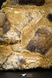 07568 - Top Rare 3.07 Inch Lepidotes pankowskii Partial Body (Associated scales) Cretaceous KemKem Beds