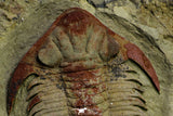 21546 - Top Rare New Lichid Parvilichas marochii n. sp. Lower Ordovician Trilobite Fezouata Formation