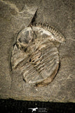30565 - Top Rare 0.47 Inch Stapeleyella inconstans Middle Ordovician Trilobite - UK