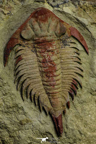 21546 - Top Rare New Lichid Parvilichas marochii n. sp. Lower Ordovician Trilobite Fezouata Formation