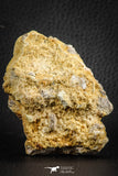 07568 - Top Rare 3.07 Inch Lepidotes pankowskii Partial Body (Associated scales) Cretaceous KemKem Beds