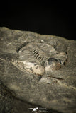 30565 - Top Rare 0.47 Inch Stapeleyella inconstans Middle Ordovician Trilobite - UK