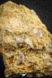 07568 - Top Rare 3.07 Inch Lepidotes pankowskii Partial Body (Associated scales) Cretaceous KemKem Beds