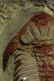 21546 - Top Rare New Lichid Parvilichas marochii n. sp. Lower Ordovician Trilobite Fezouata Formation