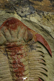 21546 - Top Rare New Lichid Parvilichas marochii n. sp. Lower Ordovician Trilobite Fezouata Formation