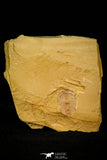 30566 - Rare 0.69 Inch Yunnanocephalus yunnanensis Cambrian Trilobite - China