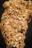07569 - Top Rare 2.63 Inch Lepidotes pankowskii Dental Plate Cretaceous KemKem Beds