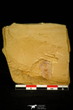 30566 - Rare 0.69 Inch Yunnanocephalus yunnanensis Cambrian Trilobite - China