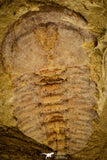 30566 - Rare 0.69 Inch Yunnanocephalus yunnanensis Cambrian Trilobite - China