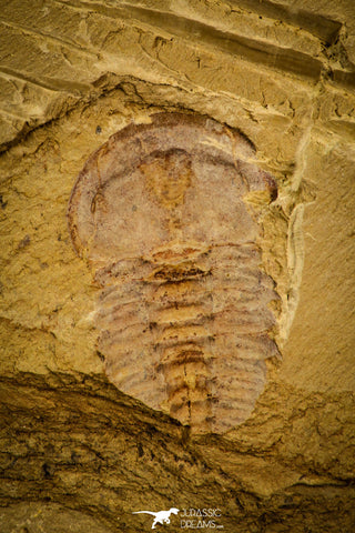 30566 - Rare 0.69 Inch Yunnanocephalus yunnanensis Cambrian Trilobite - China