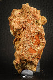 07569 - Top Rare 2.63 Inch Lepidotes pankowskii Dental Plate Cretaceous KemKem Beds