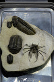 21547 - Museum Grade Association 2 Struveaspis + Gerastos + Morocops + Unidentified Odontopleurid Middle Devonian Trilobites