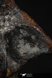 20456 - Taza (NWA 859) Iron Ungrouped Plessitic Octahedrite Meteorite 5.5g ORIENTED