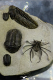 21547 - Museum Grade Association 2 Struveaspis + Gerastos + Morocops + Unidentified Odontopleurid Middle Devonian Trilobites