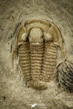 30567 - Well Preserved 0.38 Inch Maurotarion christyi Silurian Trilobite - Indiana USA