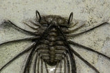 21547 - Museum Grade Association 2 Struveaspis + Gerastos + Morocops + Unidentified Odontopleurid Middle Devonian Trilobites