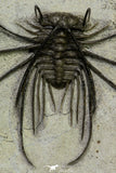 21547 - Museum Grade Association 2 Struveaspis + Gerastos + Morocops + Unidentified Odontopleurid Middle Devonian Trilobites