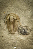 30567 - Well Preserved 0.38 Inch Maurotarion christyi Silurian Trilobite - Indiana USA