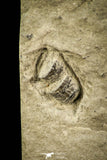 30567 - Well Preserved 0.38 Inch Maurotarion christyi Silurian Trilobite - Indiana USA