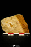 30568 - Rare 0.22 Inch Tasagnostus debori Middle Cambrian Trilobite - Tasmania, Australia