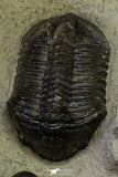 21547 - Museum Grade Association 2 Struveaspis + Gerastos + Morocops + Unidentified Odontopleurid Middle Devonian Trilobites