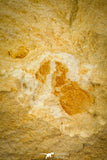 30568 - Rare 0.22 Inch Tasagnostus debori Middle Cambrian Trilobite - Tasmania, Australia