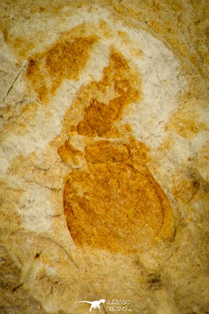 30568 - Rare 0.22 Inch Tasagnostus debori Middle Cambrian Trilobite - Tasmania, Australia