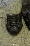 21547 - Museum Grade Association 2 Struveaspis + Gerastos + Morocops + Unidentified Odontopleurid Middle Devonian Trilobites