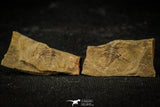 30569 - Rare 0.42 Inch Pos/Neg Balcoracania dailyi Lower Cambrian Trilobite - Australia