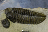 21547 - Museum Grade Association 2 Struveaspis + Gerastos + Morocops + Unidentified Odontopleurid Middle Devonian Trilobites