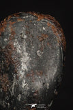 20457 - Taza (NWA 859) Iron Ungrouped Plessitic Octahedrite Meteorite 5.0g ORIENTED