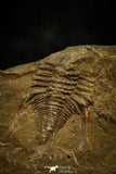 30569 - Rare 0.42 Inch Pos/Neg Balcoracania dailyi Lower Cambrian Trilobite - Australia