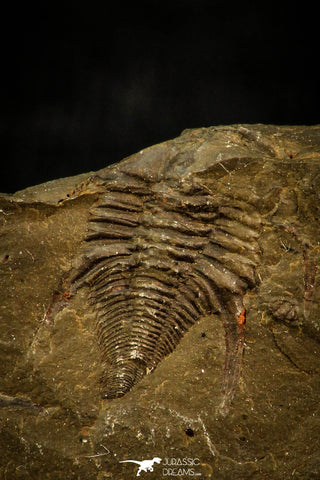 30569 - Rare 0.42 Inch Pos/Neg Balcoracania dailyi Lower Cambrian Trilobite - Australia