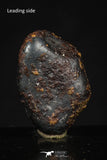 20457 - Taza (NWA 859) Iron Ungrouped Plessitic Octahedrite Meteorite 5.0g ORIENTED