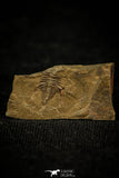 30569 - Rare 0.42 Inch Pos/Neg Balcoracania dailyi Lower Cambrian Trilobite - Australia
