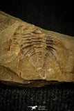30569 - Rare 0.42 Inch Pos/Neg Balcoracania dailyi Lower Cambrian Trilobite - Australia