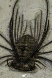 21547 - Museum Grade Association 2 Struveaspis + Gerastos + Morocops + Unidentified Odontopleurid Middle Devonian Trilobites