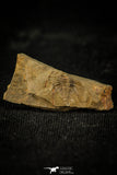 30569 - Rare 0.42 Inch Pos/Neg Balcoracania dailyi Lower Cambrian Trilobite - Australia