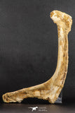 07571 - Top Rare 8.27 Inch Unidentified Crocodile Rib Bone Cretaceous KemKem Beds