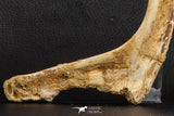 07571 - Top Rare 8.27 Inch Unidentified Crocodile Rib Bone Cretaceous KemKem Beds