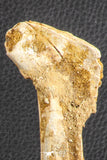 07571 - Top Rare 8.27 Inch Unidentified Crocodile Rib Bone Cretaceous KemKem Beds