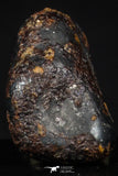 20457 - Taza (NWA 859) Iron Ungrouped Plessitic Octahedrite Meteorite 5.0g ORIENTED