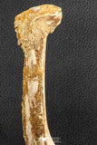 07571 - Top Rare 8.27 Inch Unidentified Crocodile Rib Bone Cretaceous KemKem Beds