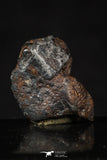 20458 - Taza (NWA 859) Iron Ungrouped Plessitic Octahedrite Meteorite 5.6g