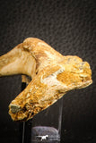 07571 - Top Rare 8.27 Inch Unidentified Crocodile Rib Bone Cretaceous KemKem Beds